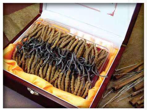 兴业冬虫夏草回收